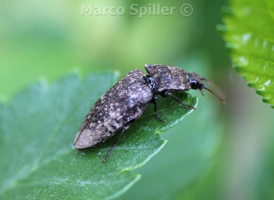 Agrypnus murinus